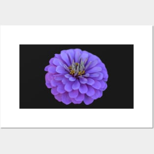 purple flower Posters and Art